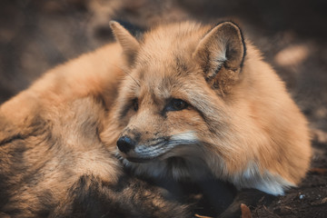 Fuchs liegt im Wald