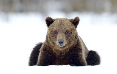 Fototapeta premium Bear lies in the snow, winter forest. Front view. Brown bear in winter forest. Scientific name: Ursus Arctos. Natural Habitat.