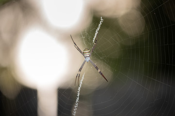 Scary live Argiope Keyserlingi spider making his net for hunting food during night life with soft sunlight at the background 