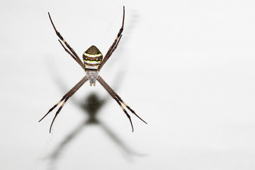 Scary live Argiope Keyserlingi spider making his net for hunting food during night life with isolated shadow and white background 