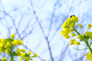 菜の花の頂上に登ったミツバチ