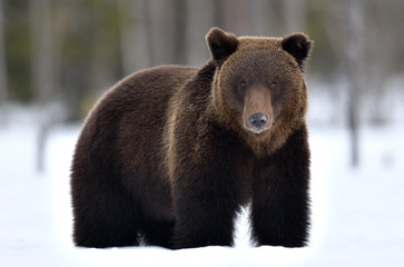 Fototapeta premium Wild Adult Brown bear in winter forest. Scientific name: Ursus Arctos. Natural Habitat.