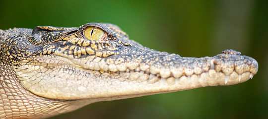 The saltwater crocodile is a crocodilian native to saltwater habitats and brackish wetlands from India's east coast across Southeast Asia and the Sundaic region to northern Australia and Micronesia.