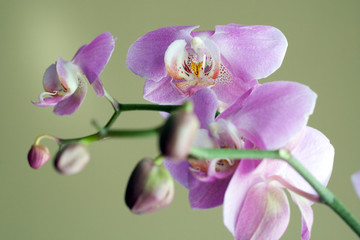 Fototapeta na wymiar Close up shot of an orchid