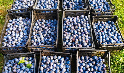 many plums
