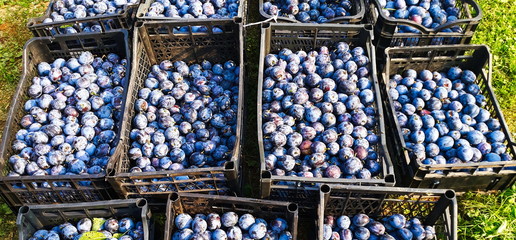 plums harvested