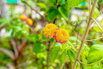 Lush tropical garden with assorted colorful flowers and plants