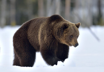 Obraz premium Brown bear walking on the snow. Scientific name: Ursus Arctos. Winter forest. Natural Habitat.