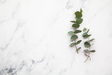 Branches of eucalyptus leaves on a marble background. Lay flat © ink drop