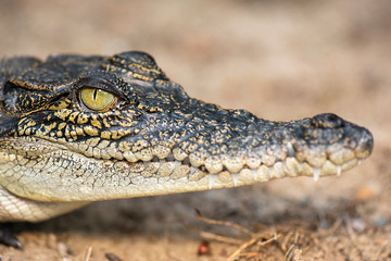 The saltwater crocodile is a crocodilian native to saltwater habitats and brackish wetlands from...
