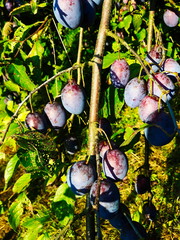 branch with a plums