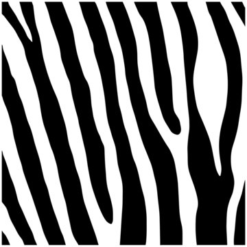 Zebra print, animal skin, line background, fabric. Black and white artwork, monochrome. Wallpaper with black stripes on white background. Zebra stripes hunting camouflage. Vector illustration.