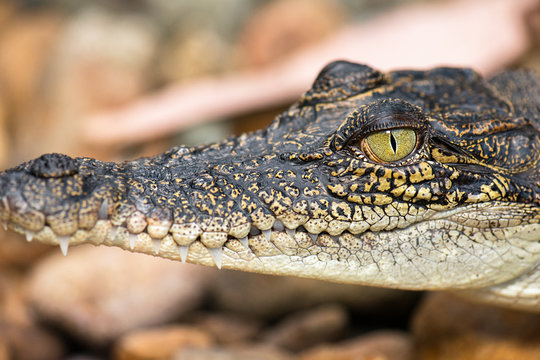 The saltwater crocodile is a crocodilian native to saltwater habitats and brackish wetlands from India's east coast across Southeast Asia and the Sundaic region to northern Australia and Micronesia.