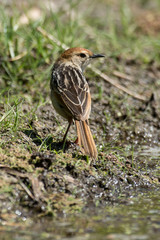 Cisticole à sonnette,.Cisticola tinniens , Levaillant's Cisticola