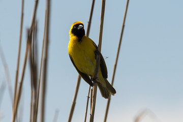 Tisserin intermédiaire,.Ploceus intermedius, Lesser Masked Weaver