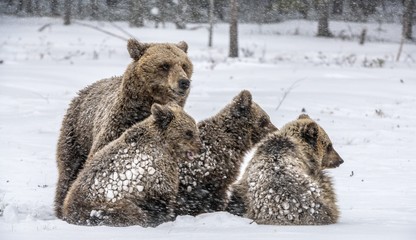 She-Bear and bear cubs in winter forest. Snowfall in Winter. Natural habitat. Brown bear, Scientific name: Ursus Arctos Arctos.