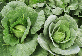 Green cabbage in the garden, close up view