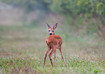 Watchful Roe deer looking back