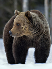 Fototapeta premium Wild Adult Brown bear in winter forest. Scientific name: Ursus Arctos. Natural Habitat.
