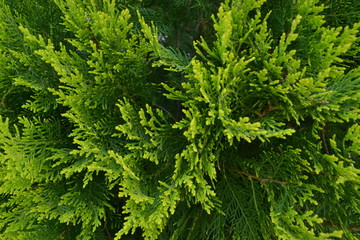 Bright evergreen leaves