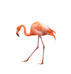 Pink flamingo walking - obrazy, fototapety, plakaty