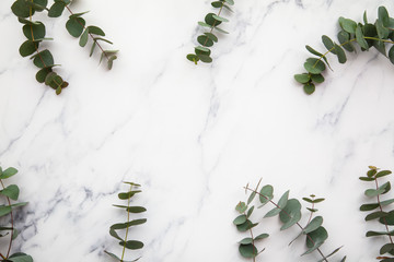 Border of eucalyptus leaves on a marble background. Lay flat