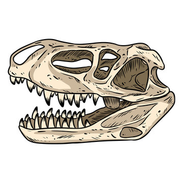 Prestosuchus chiniquensis fossilized skull hand drawn sketch image. Carnivorous pseudosuchians reptile dinosaur fossil illustration drawing