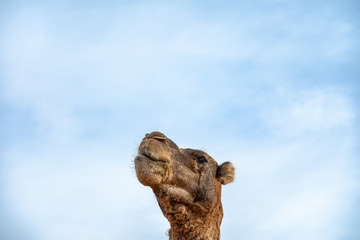 Retrato de dromedario camello en primer plano en el desierto. Erg Chebbi, Marruecos