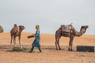 Fototapeta premium Joven bereber alimentando dromedarios camellos en el desierto. Erg Chebbi, Marruecos.