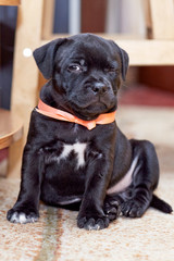 Cute little black puppy with white spot on the chest and coral ribbon on the neck, sitting on the floor and winking to the camera. Pretty face expression, soft selective focus, copy space.