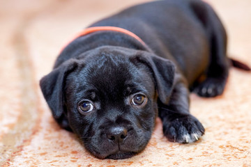 Cute little black puppy with coral ribbon on the neck, on the floor. Beautiful dog with sad look. Beige background, soft selective focus, copy space.