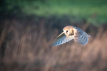 Barn Owl hunting