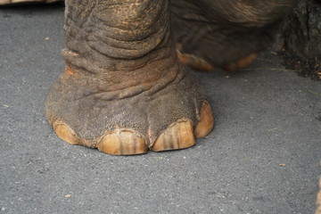 Close-up of elephant legs at Nong Nooch Park
