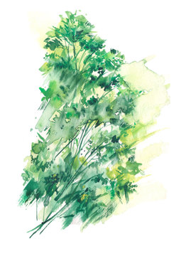  Watercolor illustration of parsley, bush salad ,celery  Watercolor hand drawn cilantro bunch. Green Yellow Parsley, sketch. For logo, card, design.