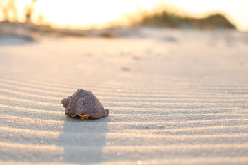 close-up view the shell on the sand with waves on the beach, sunset time