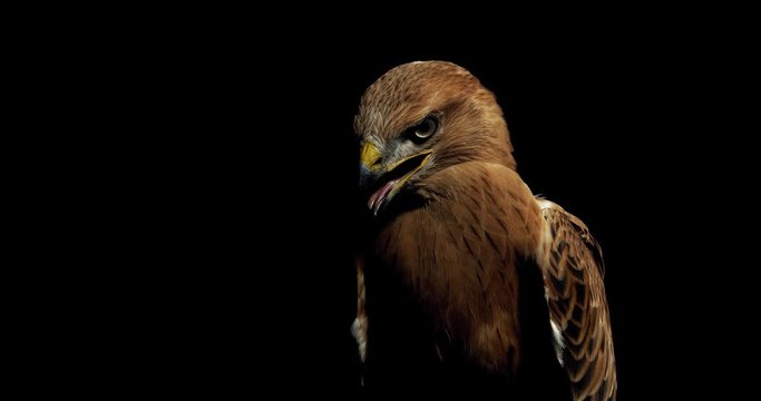 Black and brown feathers on a wild hawk with open beak, wildlife, 4k