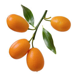 Kumquat citrus fruit group on branch and green fresh leaves isolated on white background