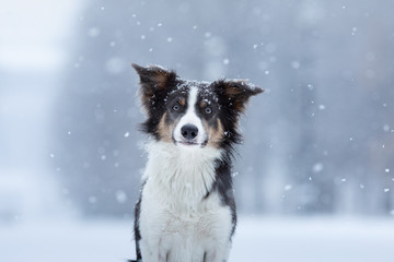 dog in the snow in winter. Portrait of a Border Collie in nature