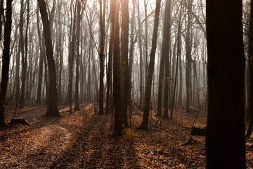 foggy forest in autumn morning