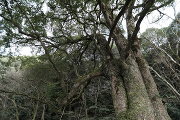 ３つに枝分かれした大きな木