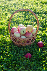 the beauty of nature in a summer garden