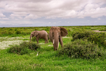Elefanten im Amboseli Nationalpark  in Kenia