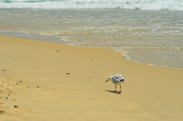 A seagull is walking along a beach with a prawn in its beak. Bluebottles, shells and seaweed have washed up on the beach. Waves are breaking on the sand.