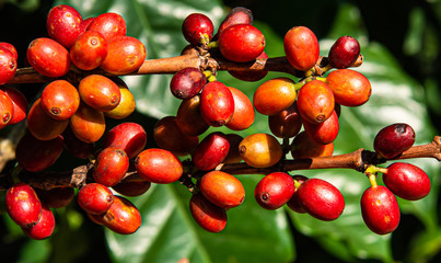 Close up bunch of fresh red coffee berries with green leaves and blurred background in agricultural coffee plantation.