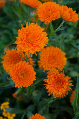 the beauty of nature in a summer garden