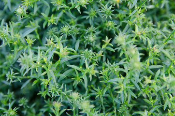 the beauty of nature in a summer garden