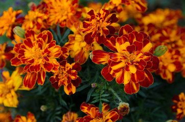 the beauty of nature in a summer garden