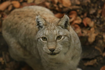 Luchs