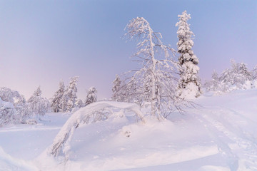 Tief verschneite Landschaft mit Tannen in Weichem Polar-Licht