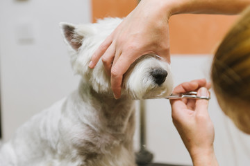 Professional haircut of a West Highland White Terrier dog in a grooming salon.